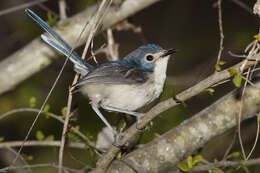 Image of Lovely Fairy-wren