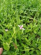 Image of Corynandra simplicifolia (Cambess.) Roalson