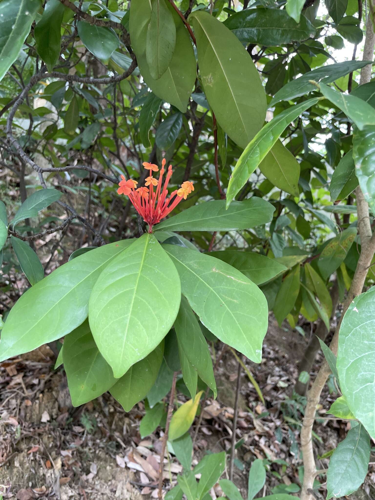 Ixora chinensis Lam. resmi