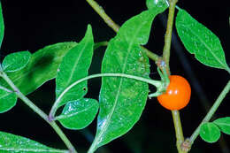 Image of Capsicum lanceolatum (Greenm. ex J. D. Sm.) Morton & Standl.