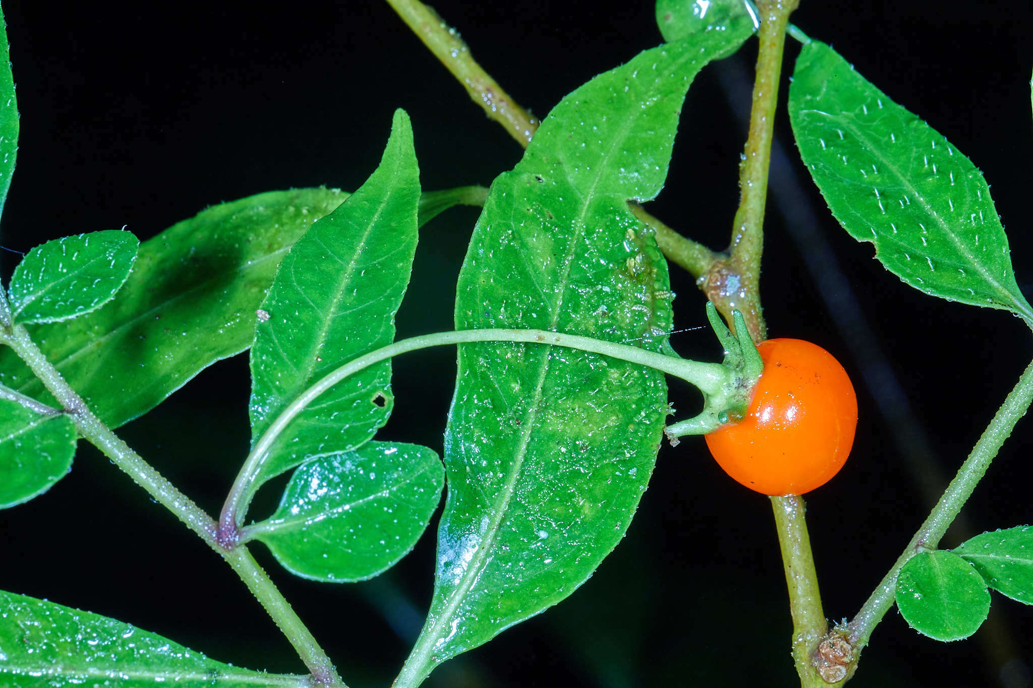 Image of Capsicum lanceolatum (Greenm. ex J. D. Sm.) Morton & Standl.