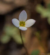 Image of Oldenlandia balfourii Bremek.