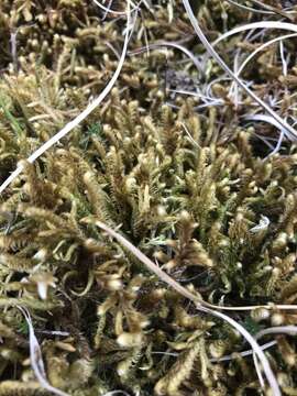 Image of Golden Tundra-moss