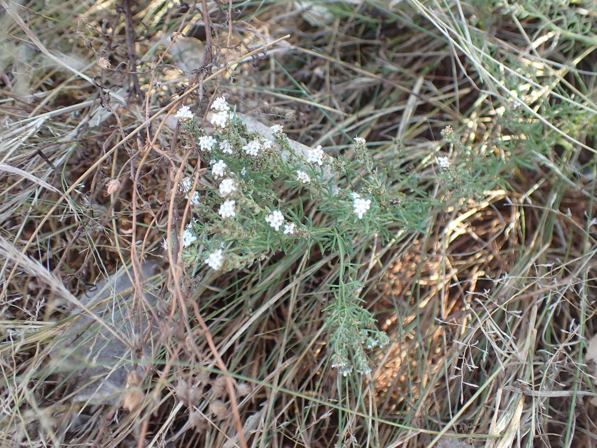 Image of Selago densiflora Rolfe ex Schinz