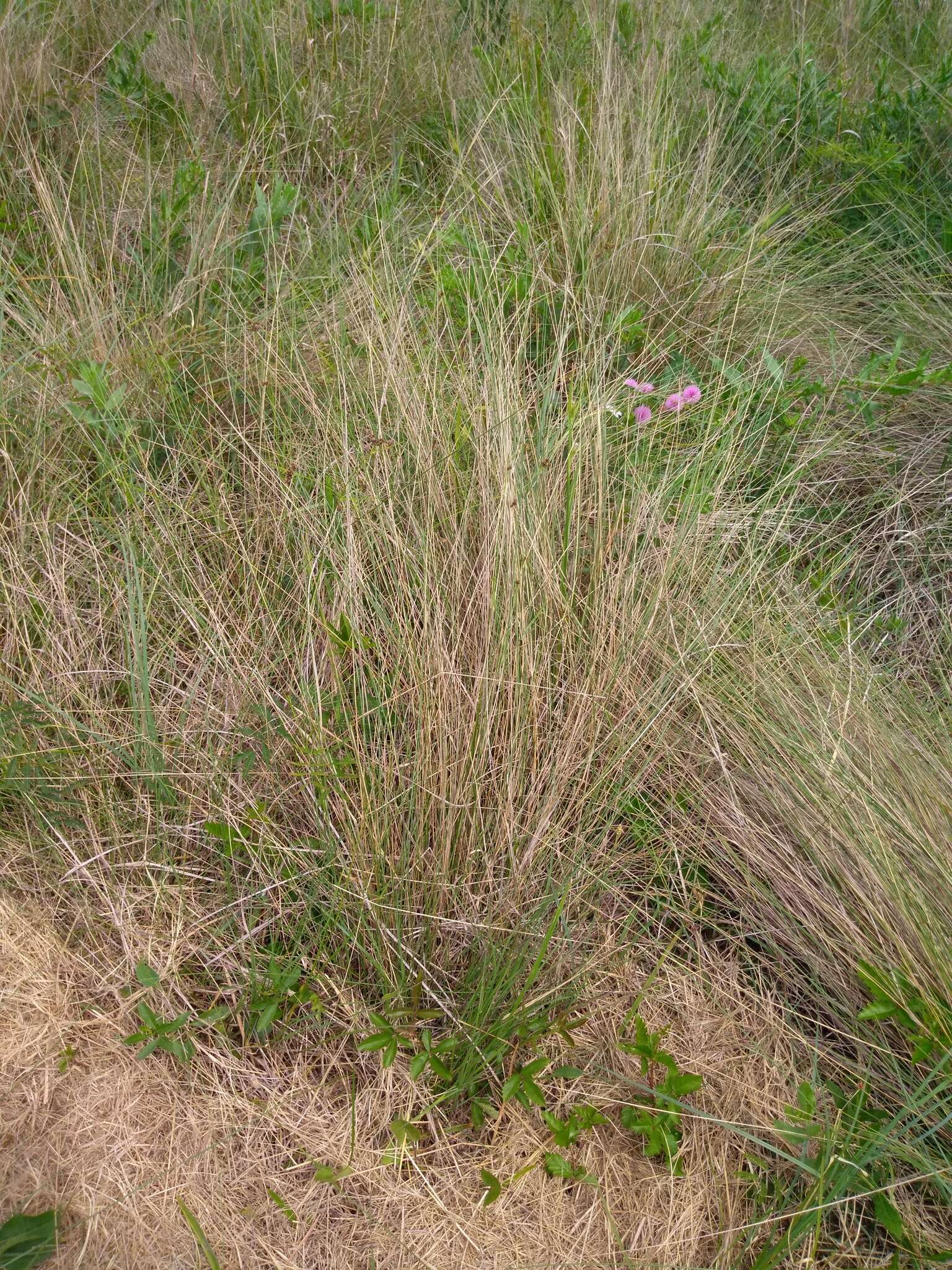 Image of hairawn muhly