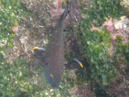 Image of Galapagos ringtail damselfish