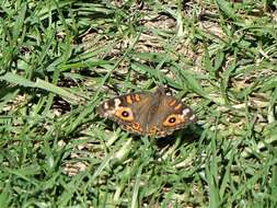 Image of Meadow Argus