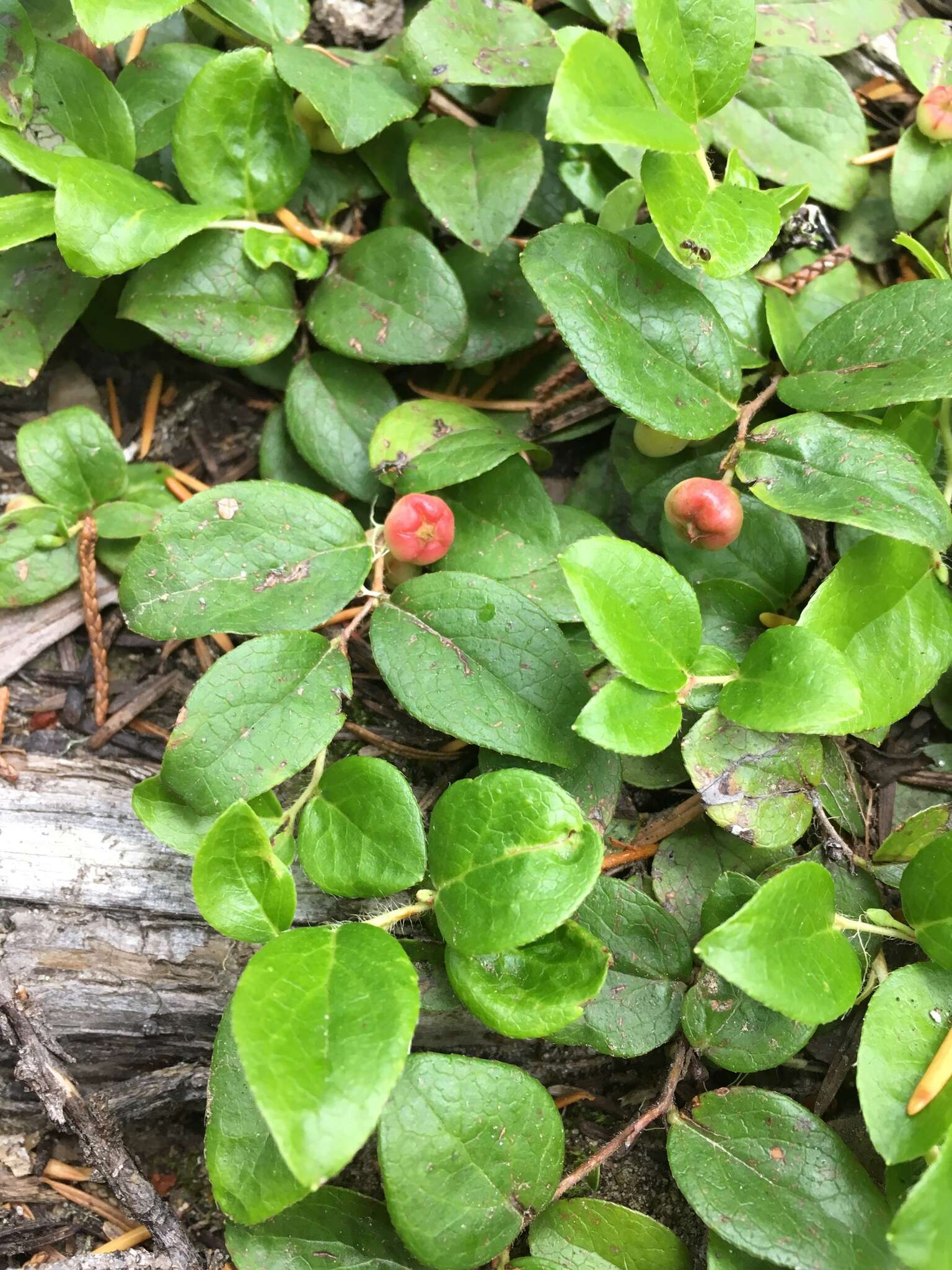 Image of Western Teaberry