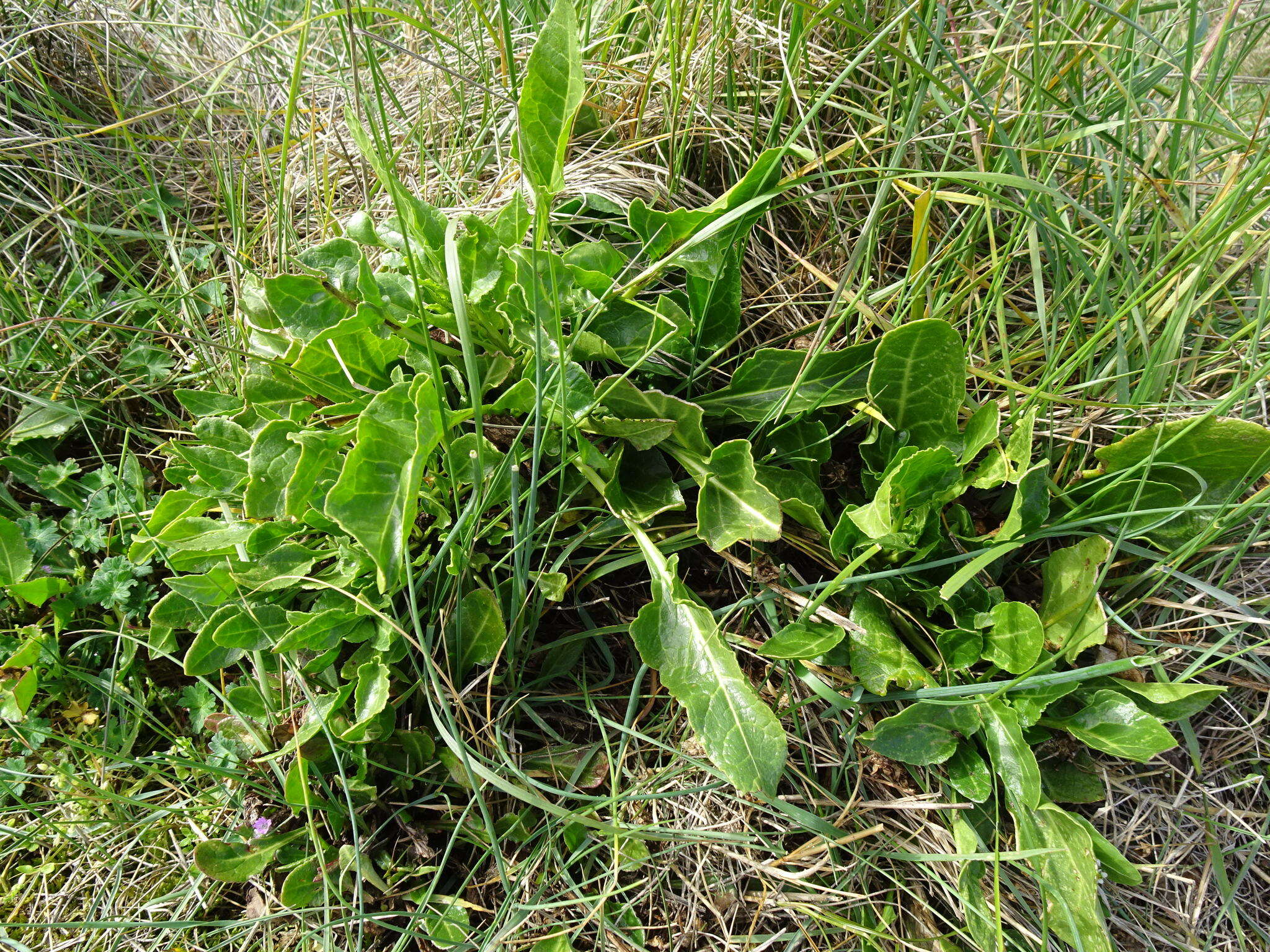 Image of sea beet