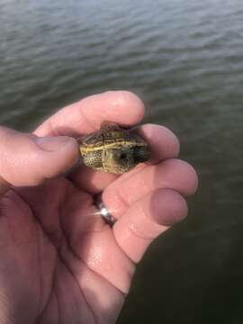 Image of Malaclemys terrapin pileata (Wied 1865)