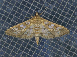 Image of Assembly Moth