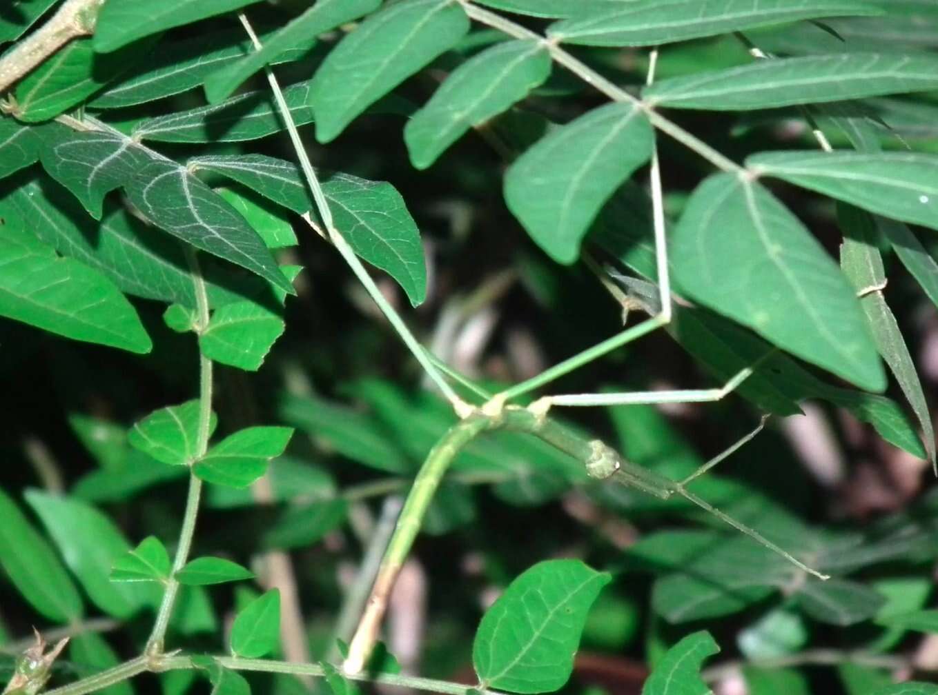 Image of Ramulus rotundus (Chen, S. C. & Y. H. He 1992)