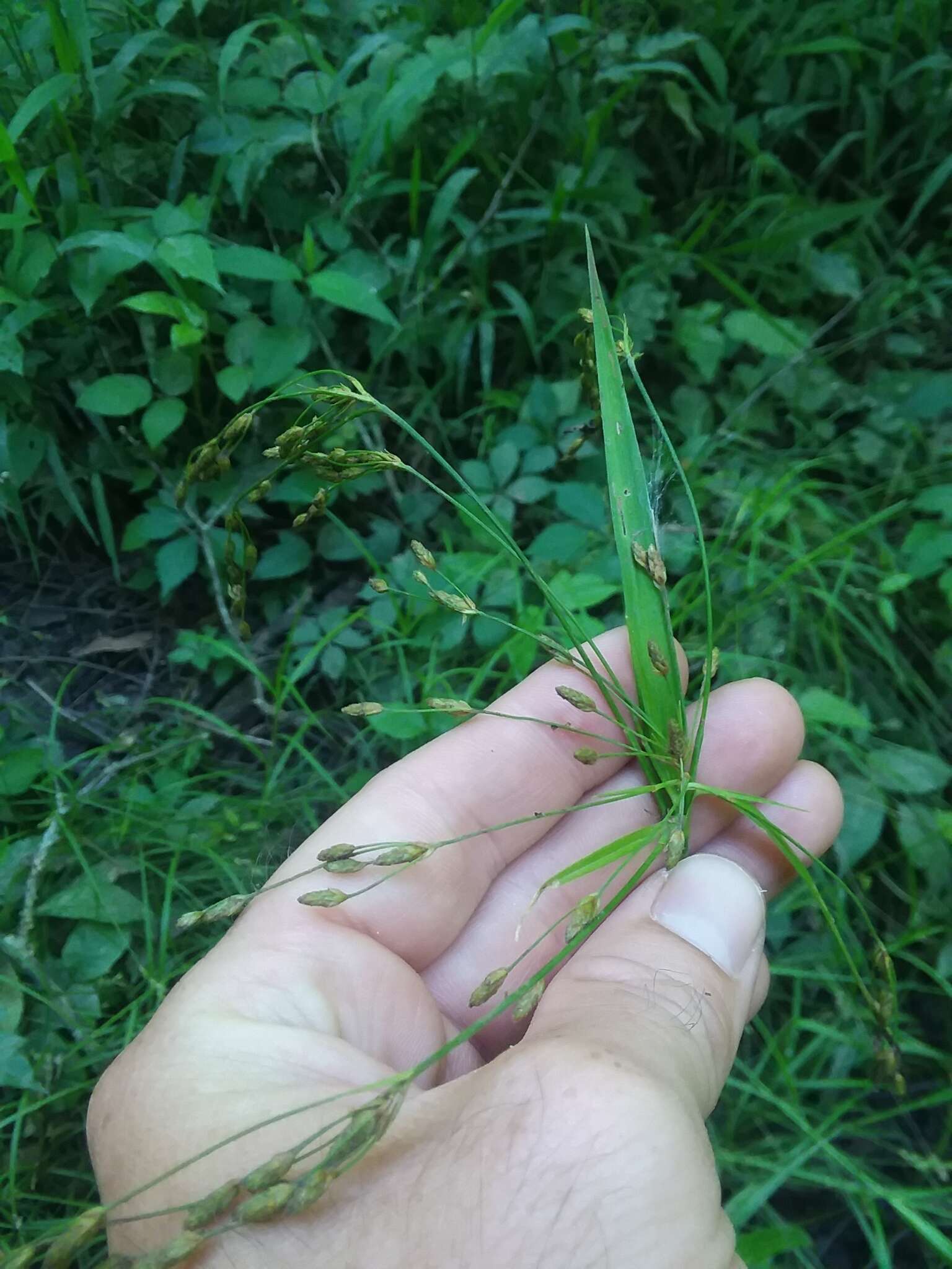 Imagem de Scirpus divaricatus Elliott