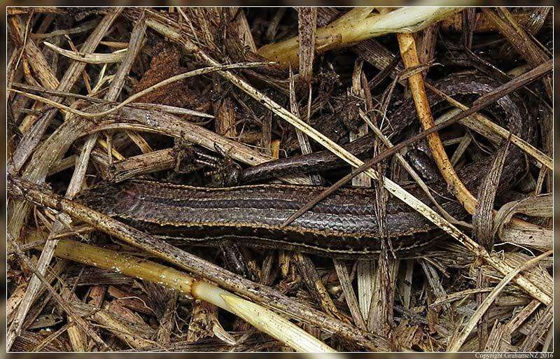 Image de Oligosoma polychroma (Patterson & Daugherty 1990)