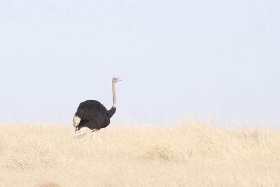 Image of North African ostrich