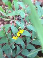 Image of Crotalaria hebecarpa (DC.) Rudd