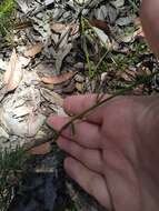 Image of Stackhousia viminea Sm.