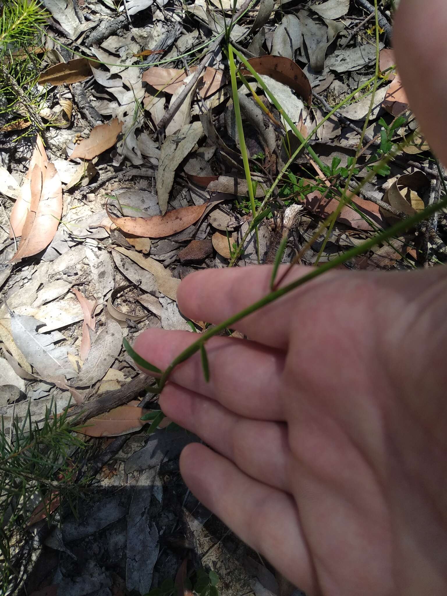 Image of Stackhousia viminea Sm.