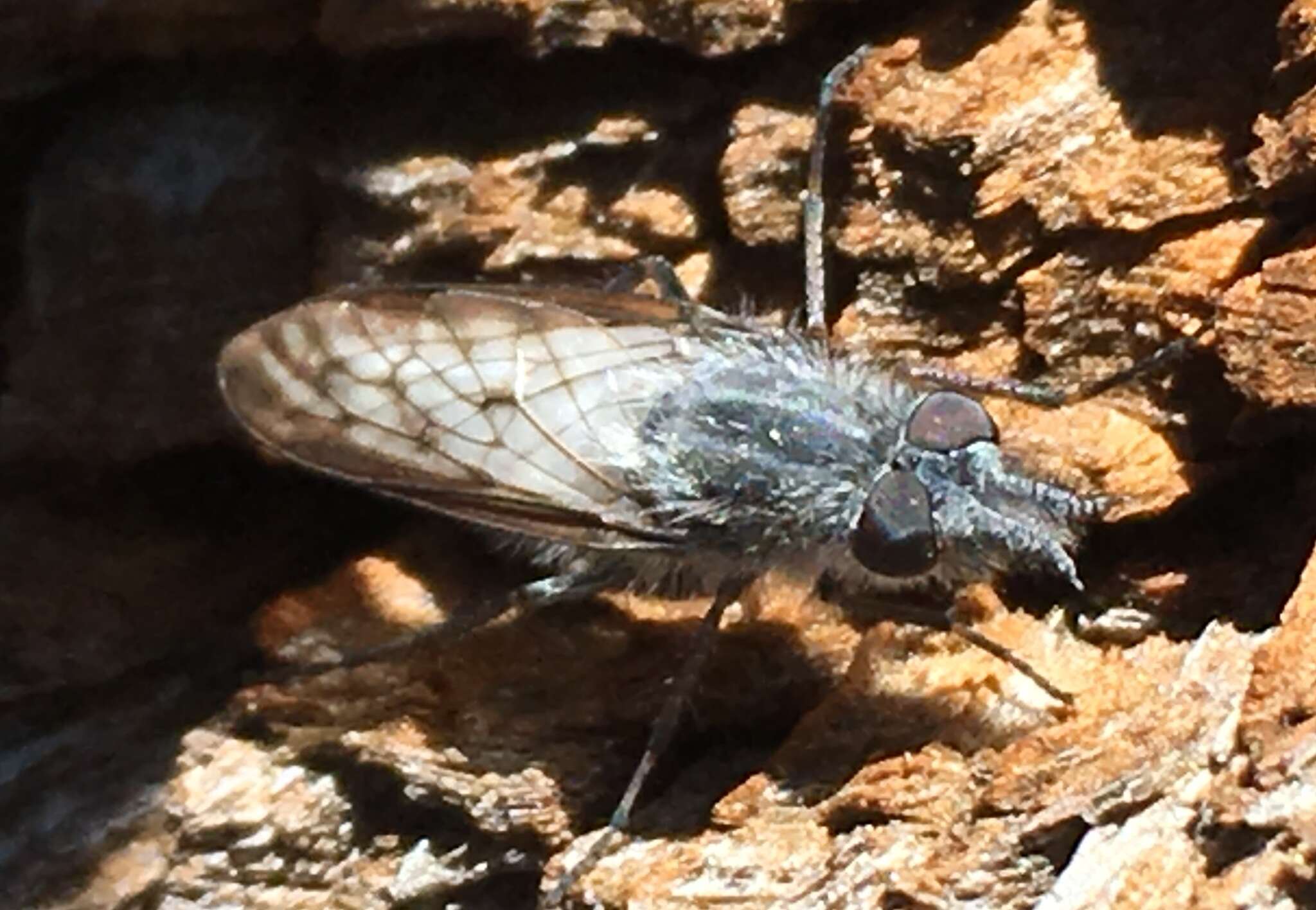 Image of Tabuda planiceps (Loew 1872)