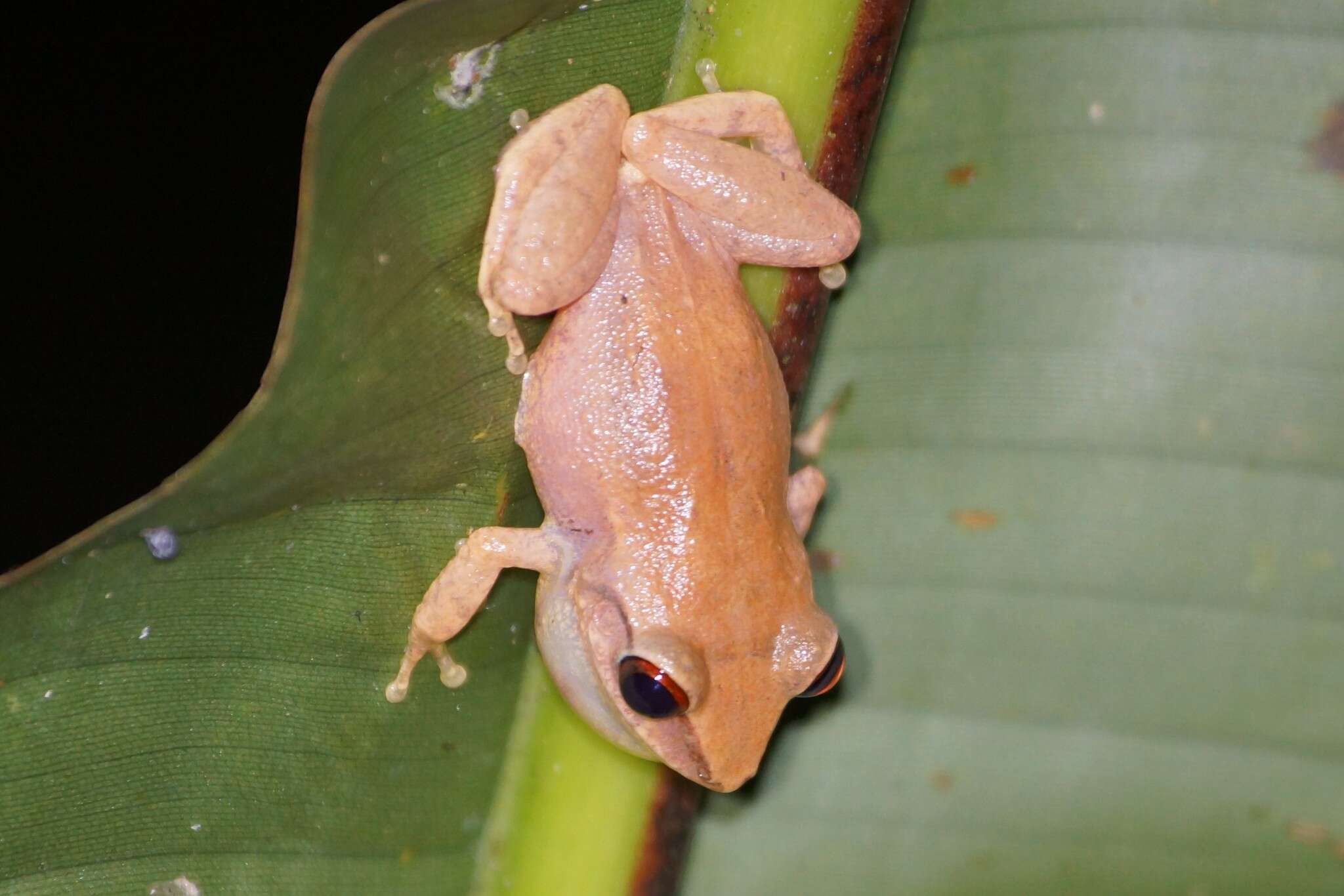 Image of Antilles Robber Frog