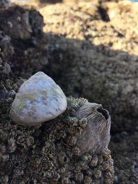 Image of Tetraclita stalactifera (Lamarck 1818)