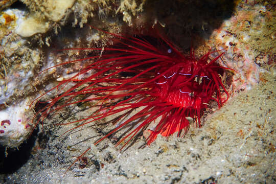 Image of Electric Flame Scallop