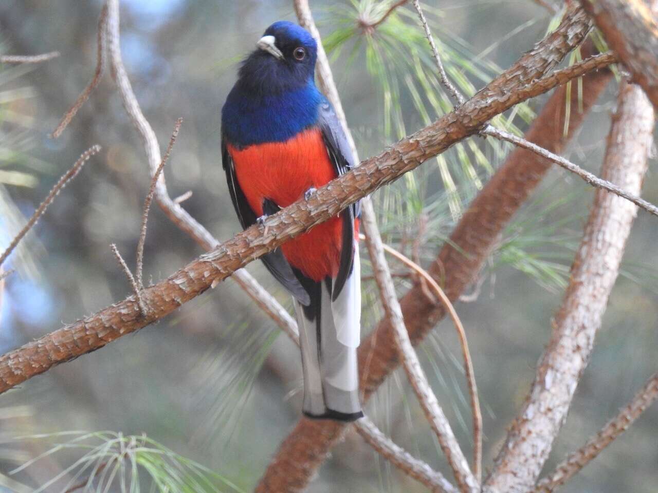 Image of Southern Surucua Trogon