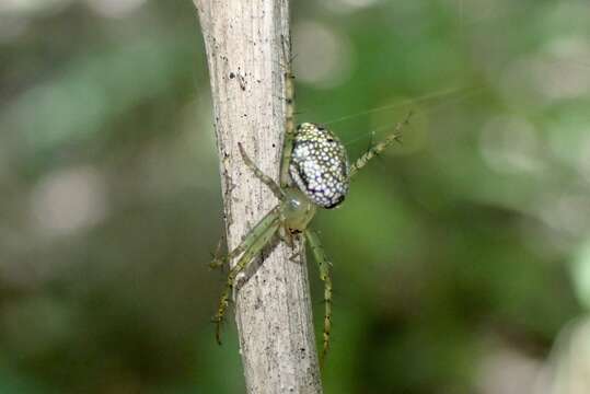 Image of Mangora maculata (Keyserling 1865)