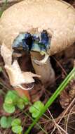 Image of Boletellus dissiliens (Corner) Pegler & T. W. K. Young 1981