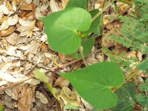 Image of whiteedge morning-glory