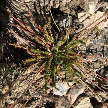 Image de Ivesia lycopodioides var. scandularis (Rydb.) Ertter & Reveal