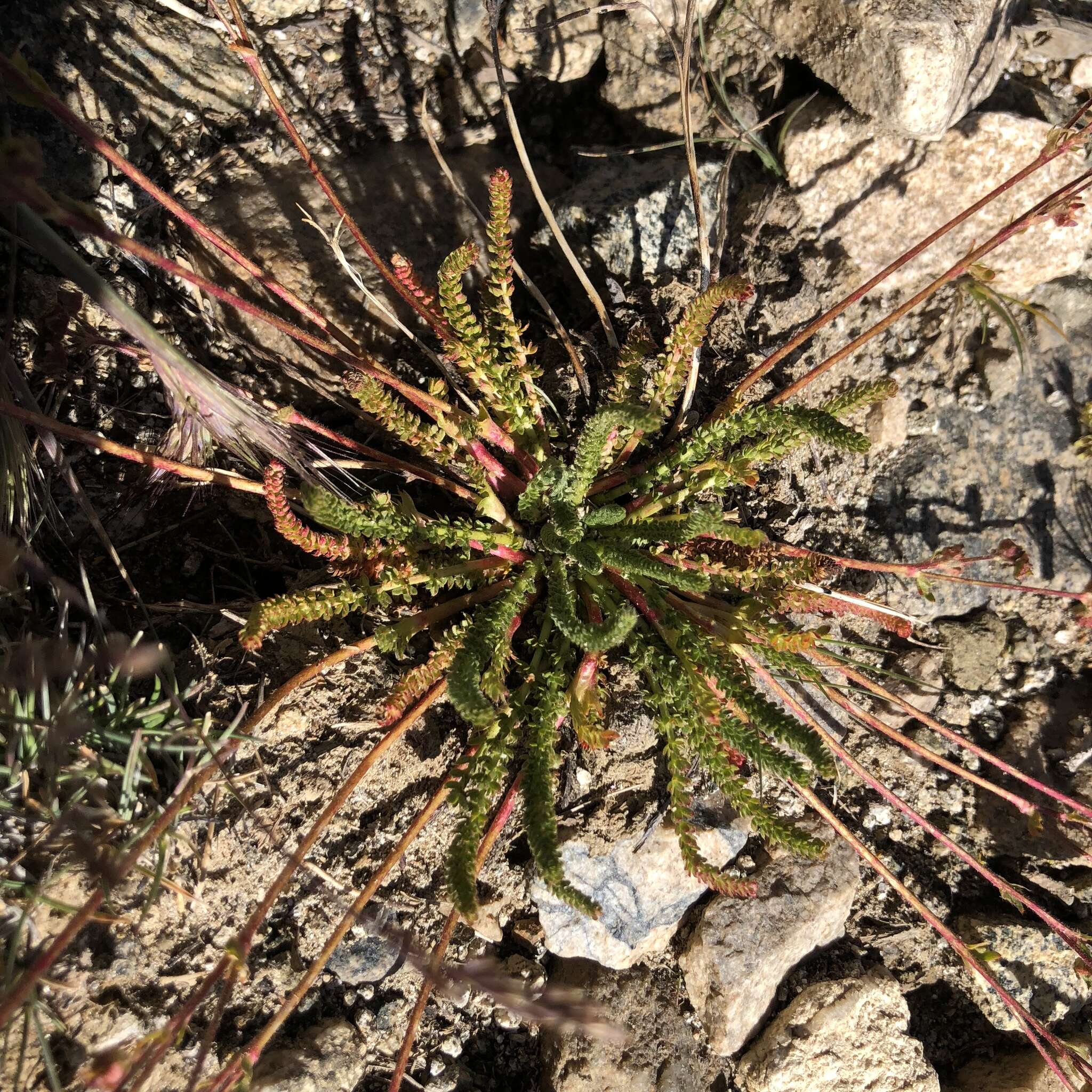 Plancia ëd Ivesia lycopodioides var. scandularis (Rydb.) Ertter & Reveal