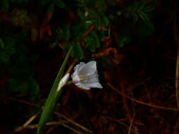 Image of Olsynium filifolium (Gaudich.) Goldblatt