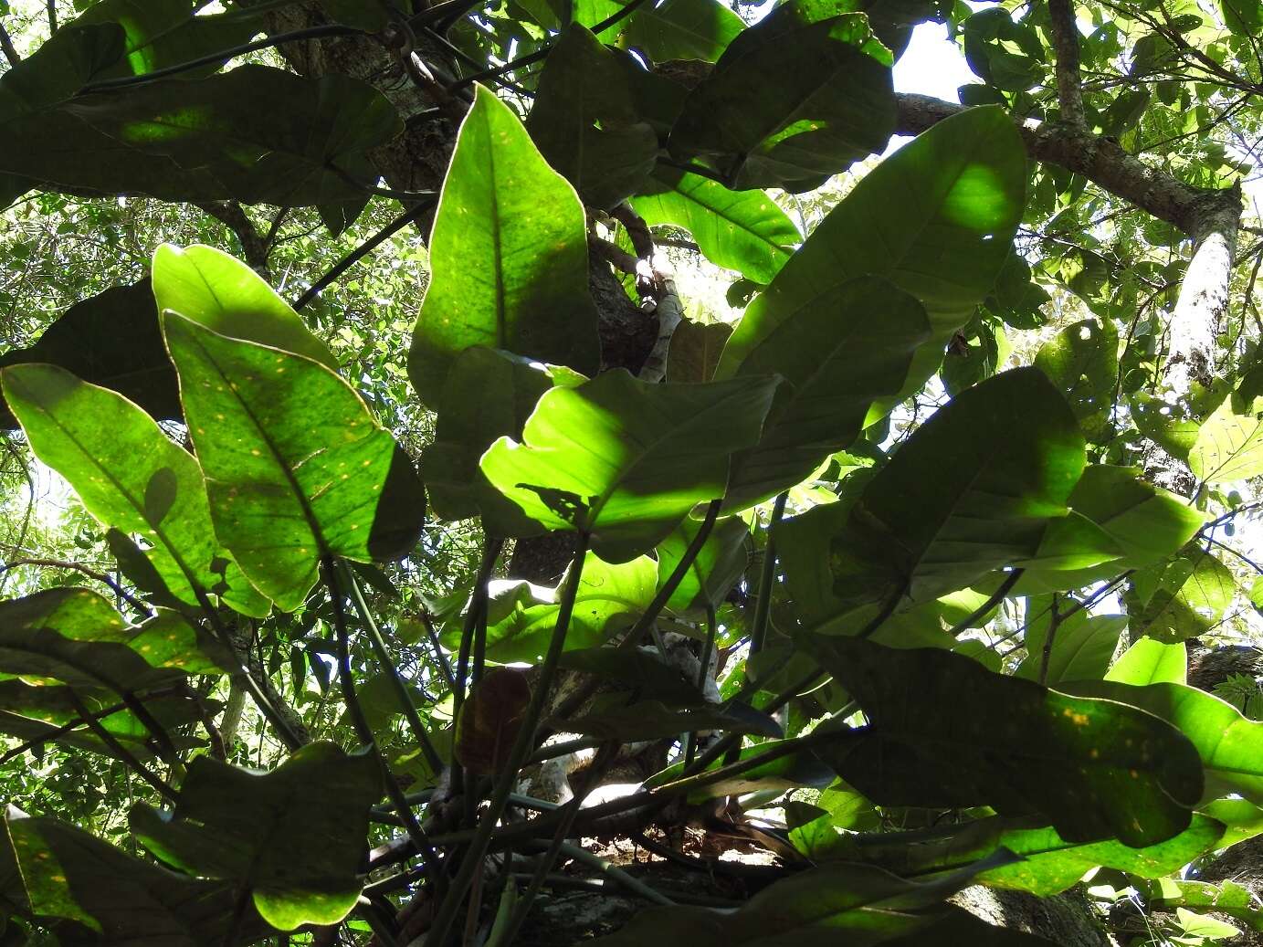 Image of Philodendron sagittifolium Liebm.