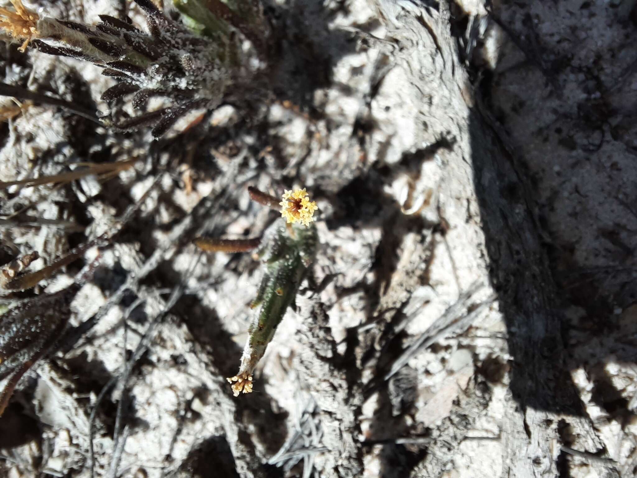 Image of Podotheca angustifolia (Labill.) Less.