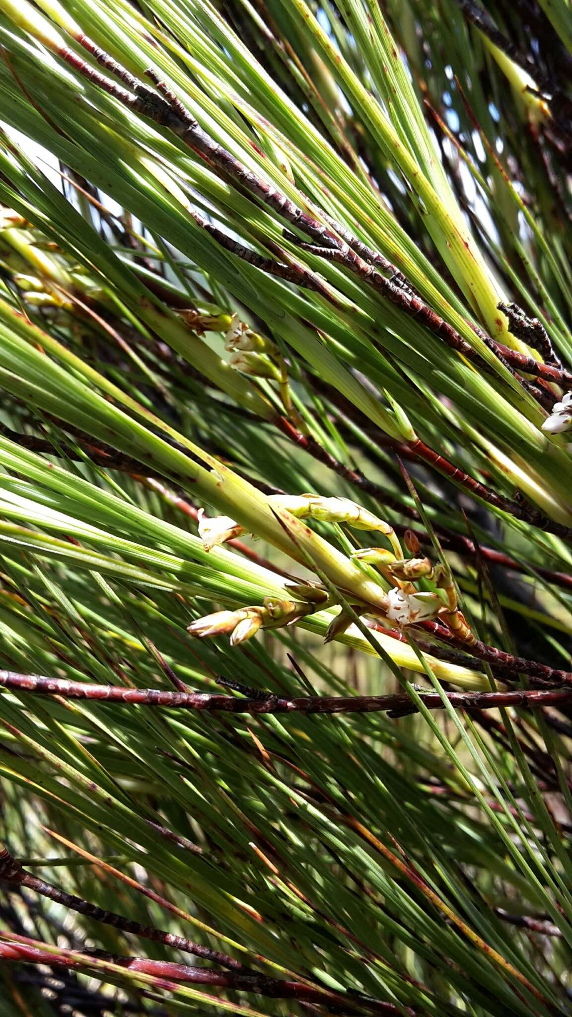 Image of Dracophyllum filifolium Hook. fil.