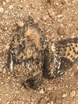 Image of Pharaoh Eagle-Owl