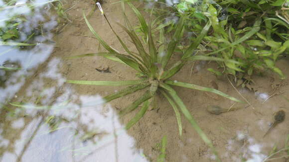 Image of Bambooplant