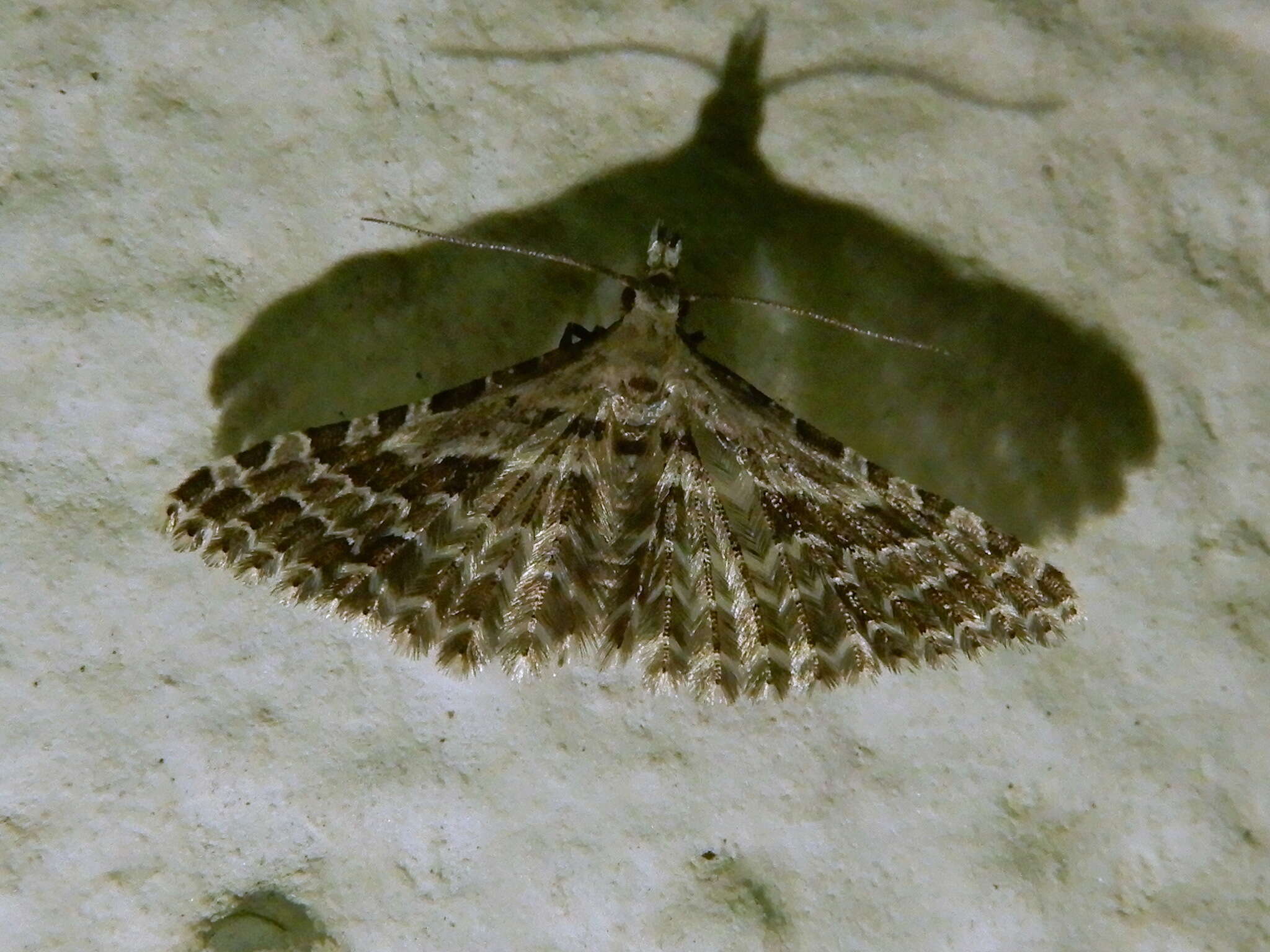 Image de Alucita grammodactyla Zeller 1841