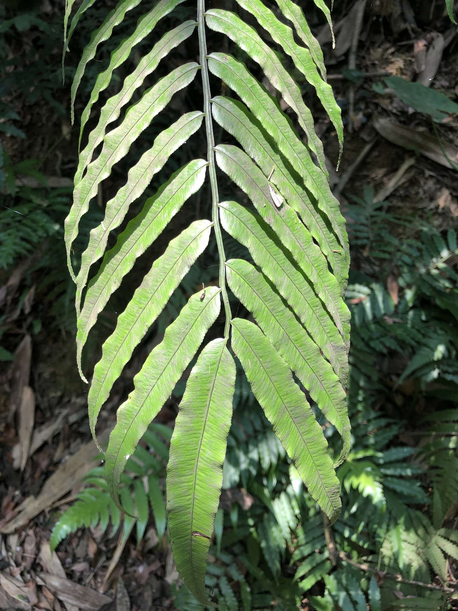 Image of Angiopteris lygodiifolia Rosenst.