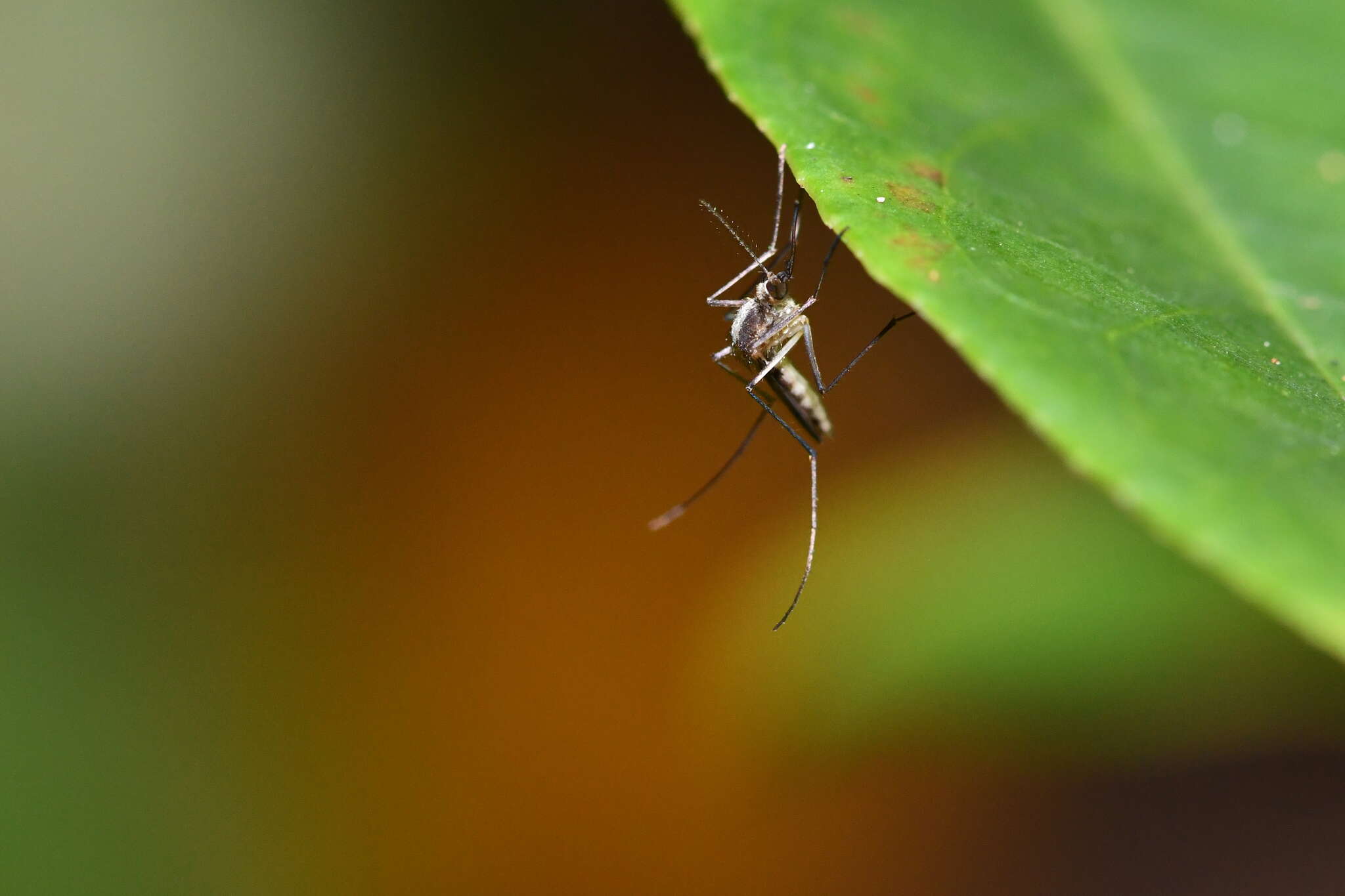 Image of Aedes atlanticus Dyar & Knab 1906