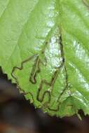 Image of Stigmella villosella (Clemens 1861) Newton et al. 1982