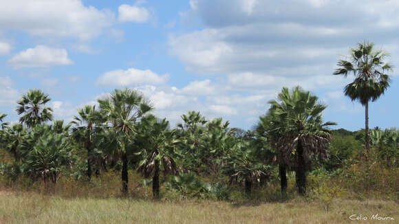 Image of Carnauba palm