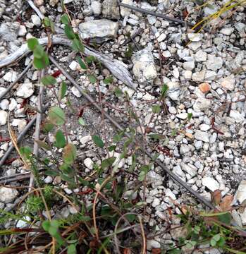 Image of Indigofera sarmentosa L. fil.