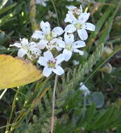 Plancia ëd Eremogone capillaris var. americana (Maguire) R. L. Hartman & Rabeler