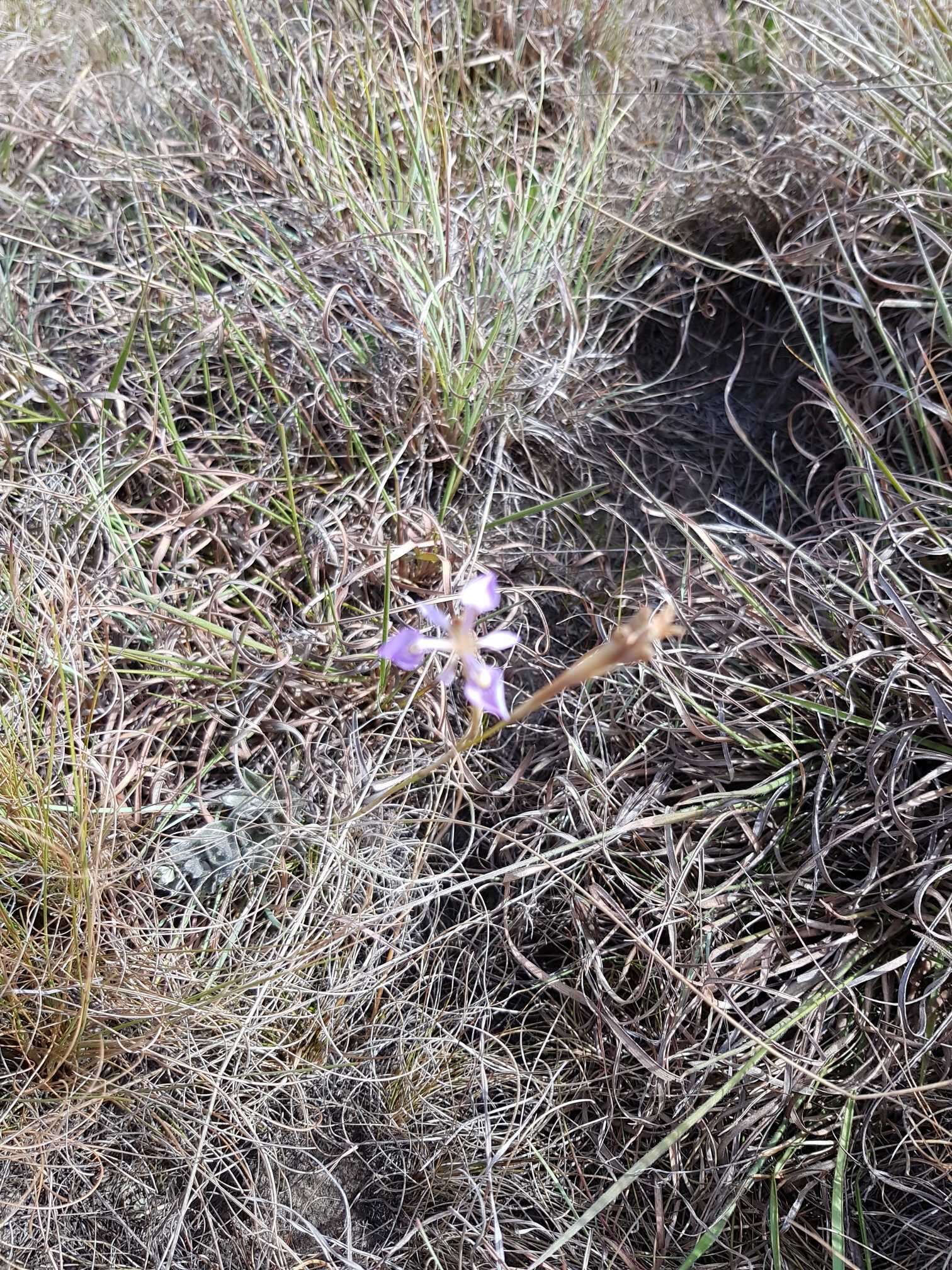 Image of Moraea elliotii Baker