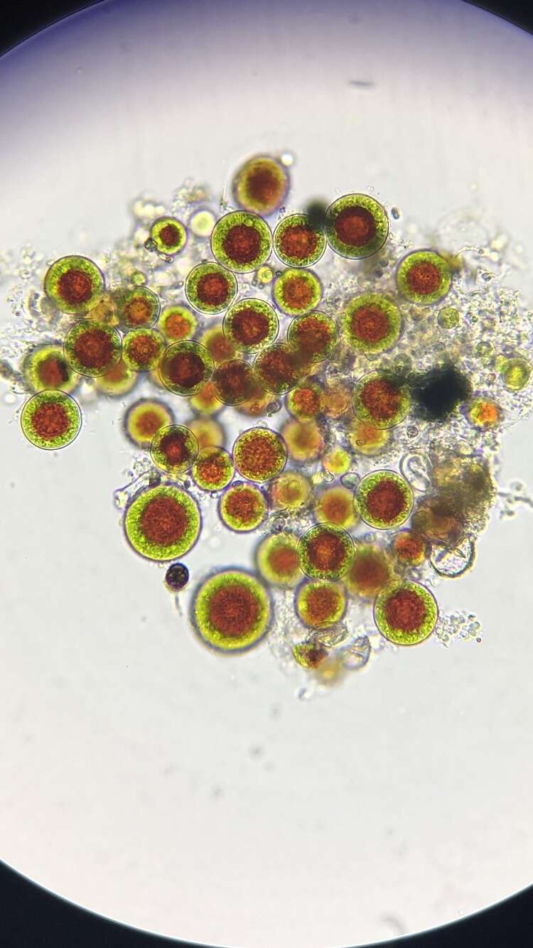 Image of Haematococcus lacustris