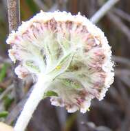 Image of Anaxeton asperum subsp. pauciflorum Lundgren