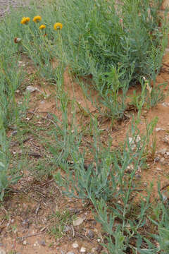 Image of Hopi tea greenthread