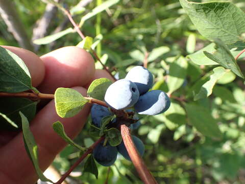 Image of Lonicera caerulea subsp. altaica (Pall.) Gladkova